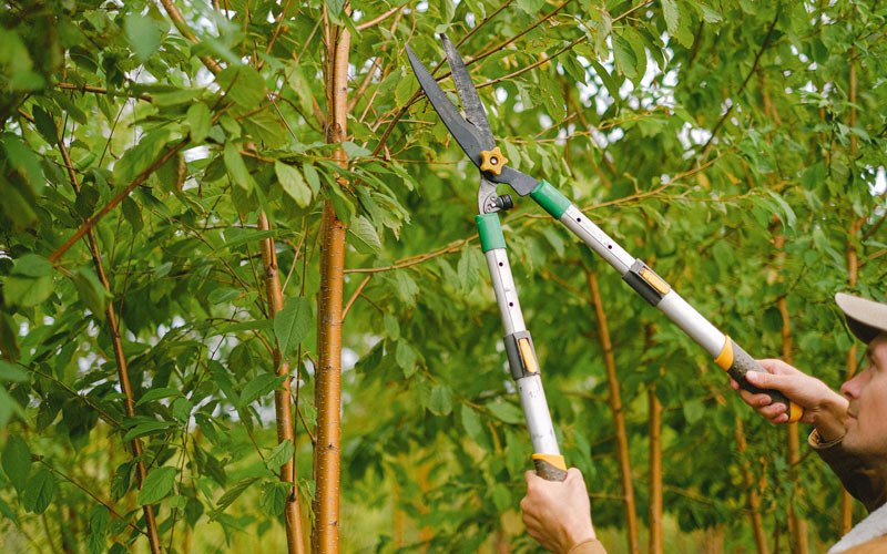 Tree trimming in Plover, WI