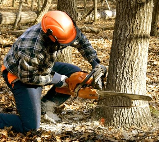 Tree Removal in Plover, WI